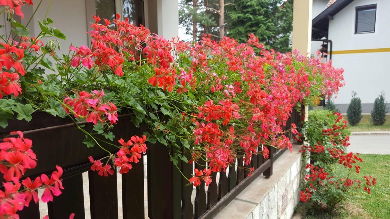 Guest House Vila Zunic ズラティボール エクステリア 写真